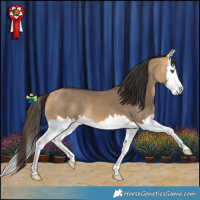 Horse Color:Buckskin Dun Splash 