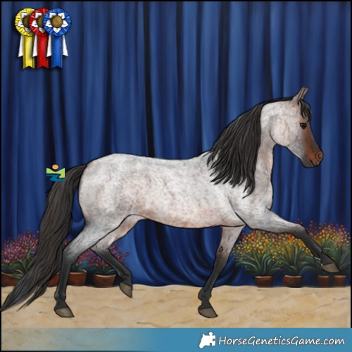 Horse Color:Brown Roan 
