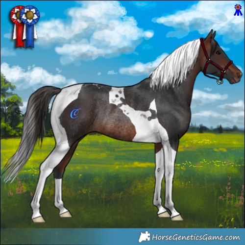 Horse Color:Brown Tobiano Rabicano 