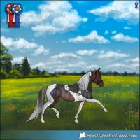 Horse Color:Brown Tobiano Rabicano