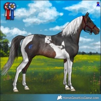 Horse Color:Brown Tobiano Rabicano 