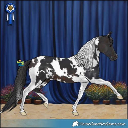 Horse Color:White Spotted Brown Tobiano 