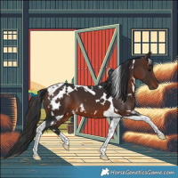 Horse Color:White Spotted Brown Tobiano 