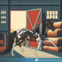 Horse Color:White Spotted Brown Tobiano