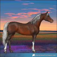 Horse Color:Silver Brown Tobiano Appaloosa