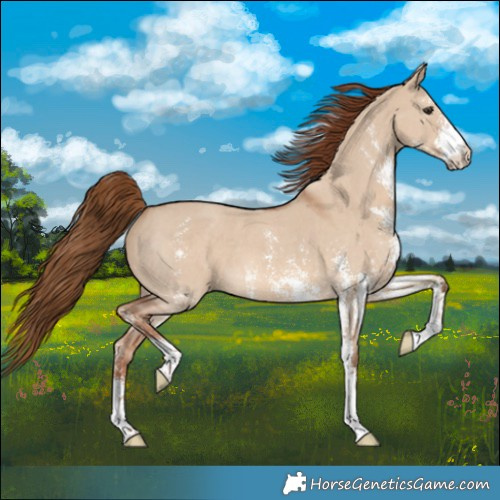 Horse Color:Red Dun Sabino