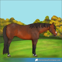 Horse Color:Bay 
