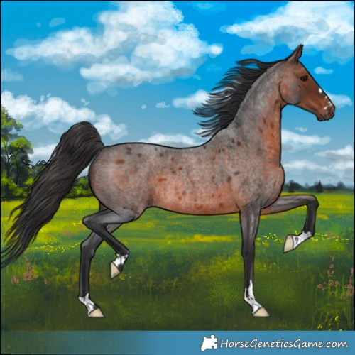 Horse Color:Brown Roan Rabicano