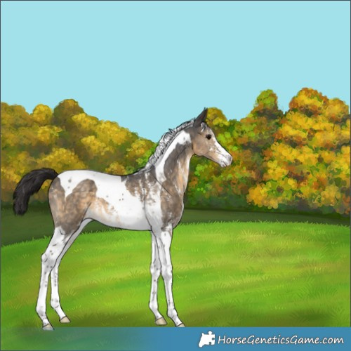 Horse Color:Buckskin Sabino Tobiano 