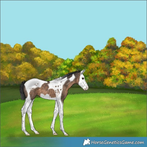 Horse Color:Brown Dun Splash Tobiano 