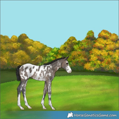 Horse Color:Brown Dun Sabino Appaloosa 