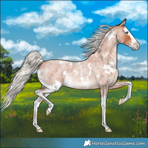 Horse Color:White Spotted Silver Bay Roan Splash