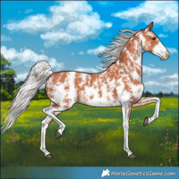 Horse Color:Silver Bay Sabino 