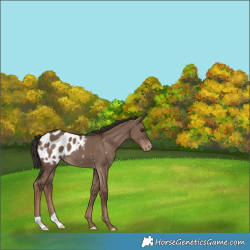 Horse Color:Liver Red Dun Appaloosa 