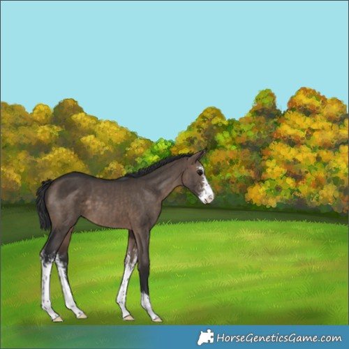Horse Color:Brown Dun Sabino Brindle 