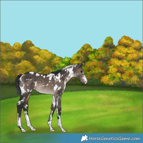 Horse Color:White Spotted Brown Dun 