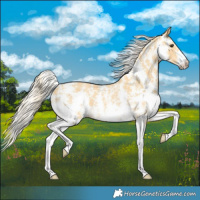 Horse Color:Palomino Sabino Rabicano 