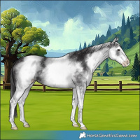 Horse Color:White Spotted Smoky Black