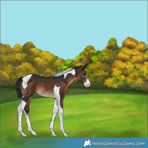 Horse Color:Brown Sabino Tobiano 