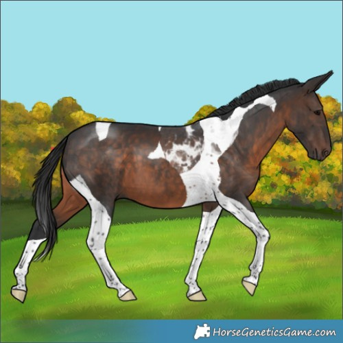 Horse Color:Brown Tobiano 