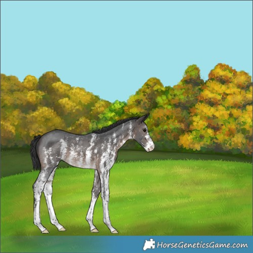 Horse Color:Brown Sabino 