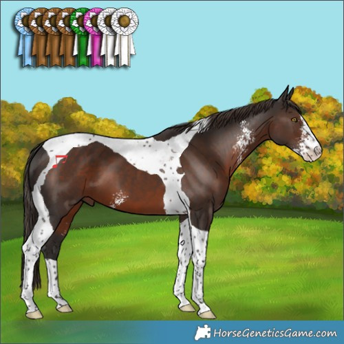 Horse Color:Liver Chestnut Sabino Tobiano 