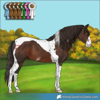 Horse Color:Liver Chestnut Sabino Tobiano 