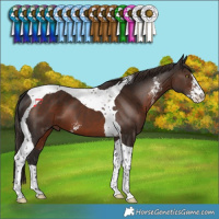 Horse Color:Liver Chestnut Sabino Tobiano 