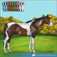 Horse Color:Liver Chestnut Sabino Tobiano 
