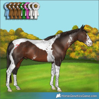 Horse Color:Liver Chestnut Sabino Tobiano 