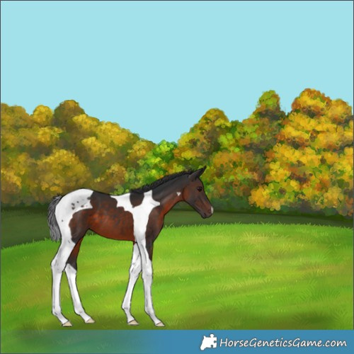 Horse Color:Brown Tobiano 