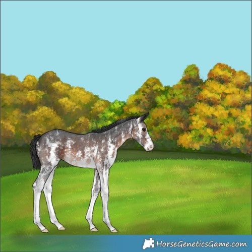 Horse Color:Brown Sabino 