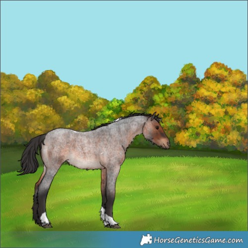 Horse Color:Brown Roan Tobiano 