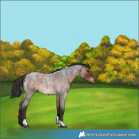 Horse Color:Brown Roan Tobiano