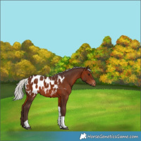 Horse Color:Silver Brown Tobiano Blanket Rabicano 