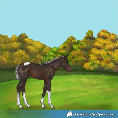 Horse Color:White Spotted Silver Brown Tobiano 