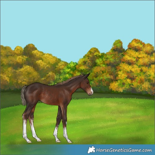 Horse Color:White Spotted Liver Chestnut Rabicano 