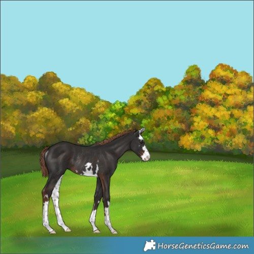 Horse Color:White Spotted Liver Chestnut Rabicano 