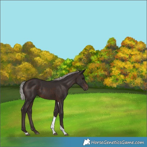 Horse Color:Silver Brown Tobiano 
