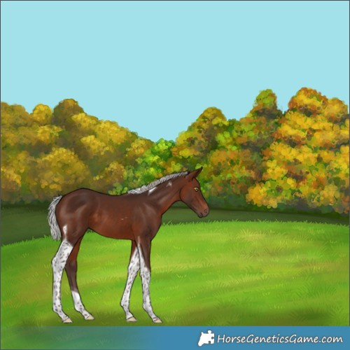 Horse Color:Silver Brown Tobiano 