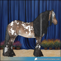 Horse Color:White Spotted Brown Dun 