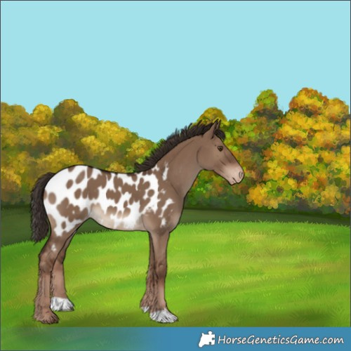 Horse Color:Liver Red Dun Appaloosa 