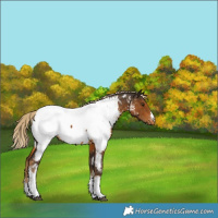 Horse Color:White Spotted Chocolate Palomino Near Fewspot 