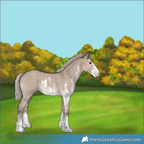 Horse Color:Silver Grullo Sabino 