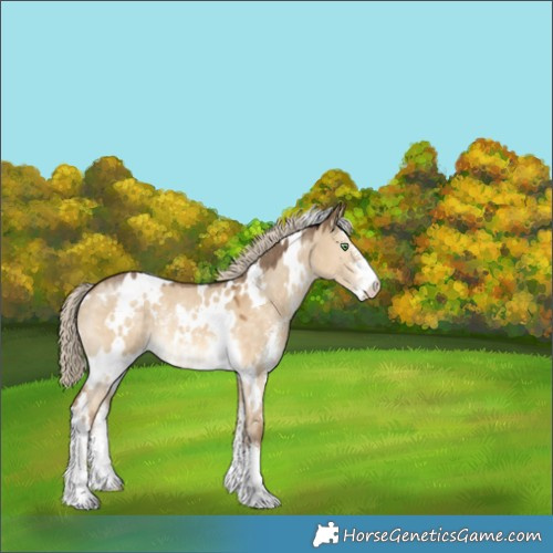 Horse Color:White Spotted Chocolate Palomino Dun Sabino 