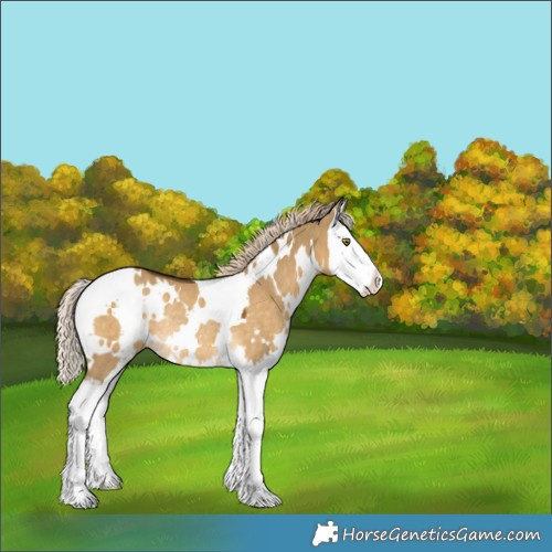 Horse Color:White Spotted Chocolate Palomino Dun Splash Rabicano 