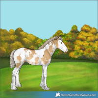 Horse Color:White Spotted Chocolate Palomino Dun Splash Rabicano 