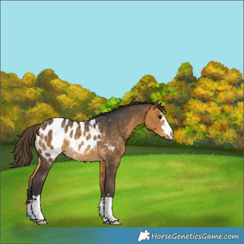 Horse Color:Buckskin Blanket Rabicano 