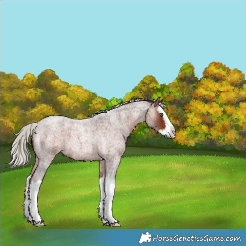 Horse Color:Silver Brown Roan Splash 