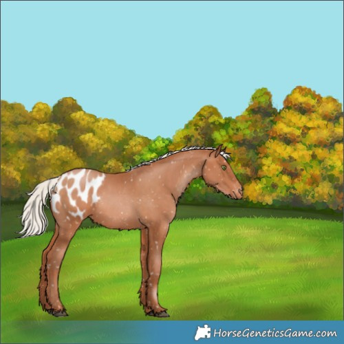 Horse Color:Silver Brown Pearl Appaloosa 